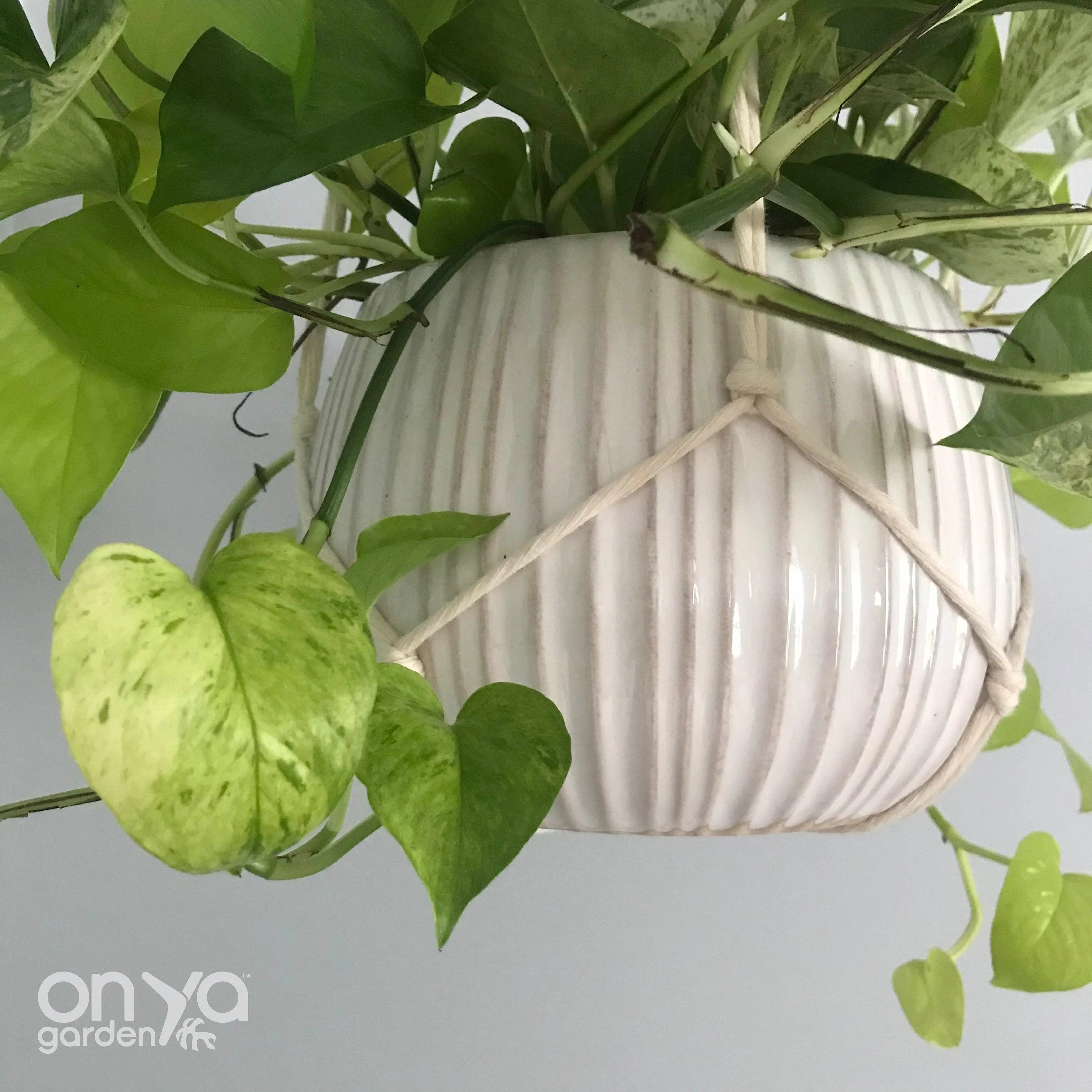 Modern No-Tail Macrame Plant Hanger - 44" Long Length