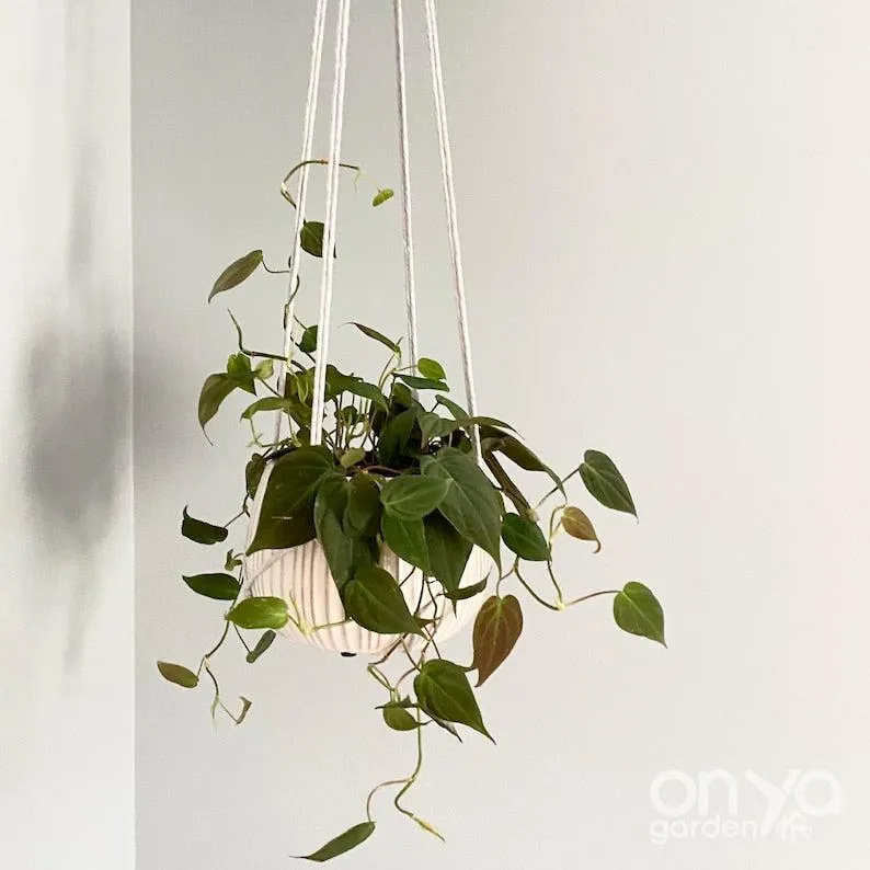 Modern No-Tail Macrame Plant Hanger - 44" Long Length