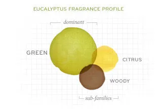 THYMES Eucalyptus Body Lotion